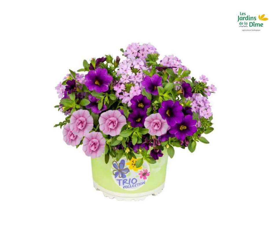Trio de fleurs : Violet passion