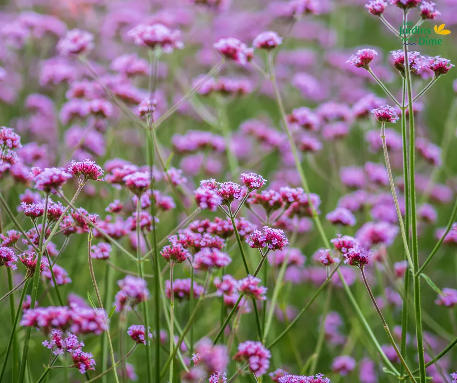 Verveine de Buenos Aires