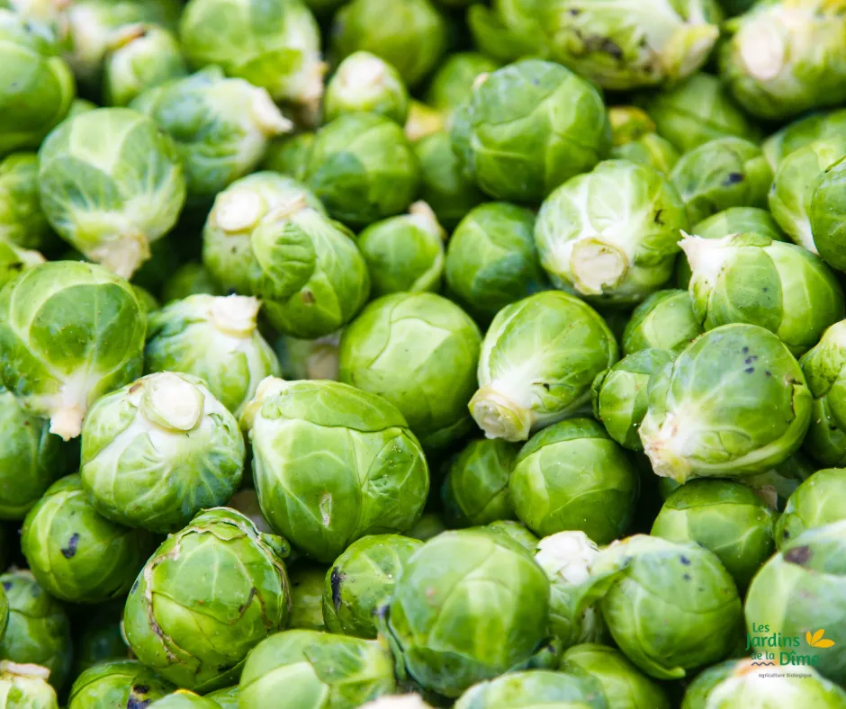 Chou de Bruxelles - 250g