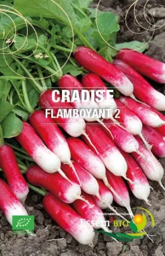 Semence - Radis long à bout blanc