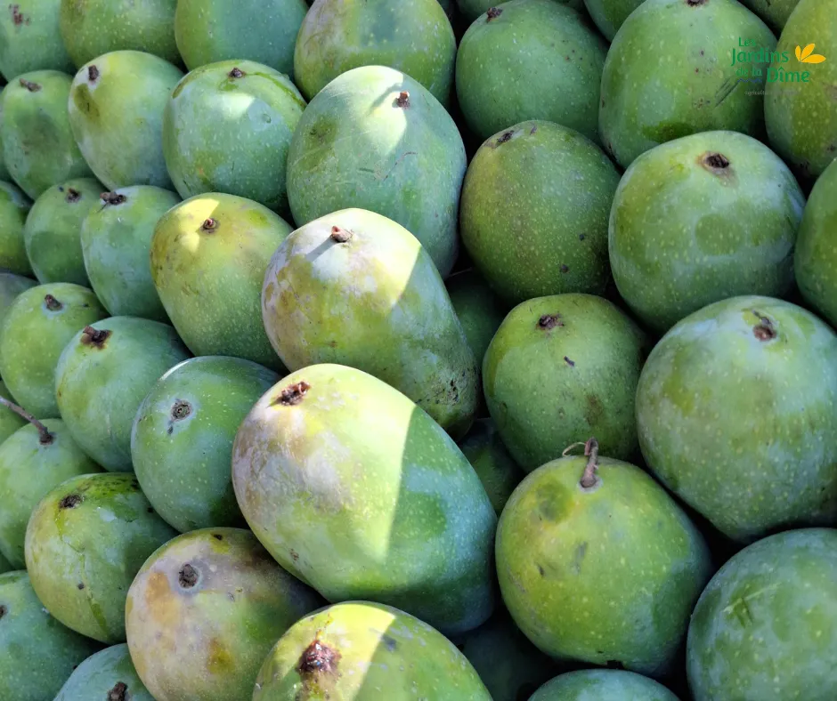 Mangue Emeraude - Pièce