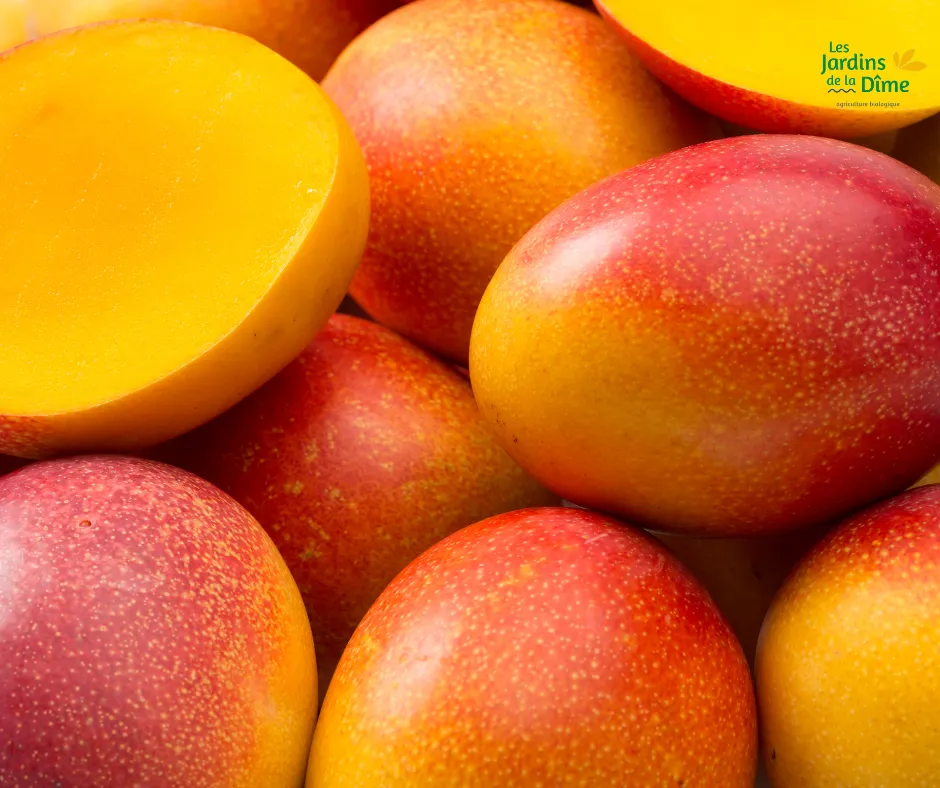 Mangue Kent - Pièce