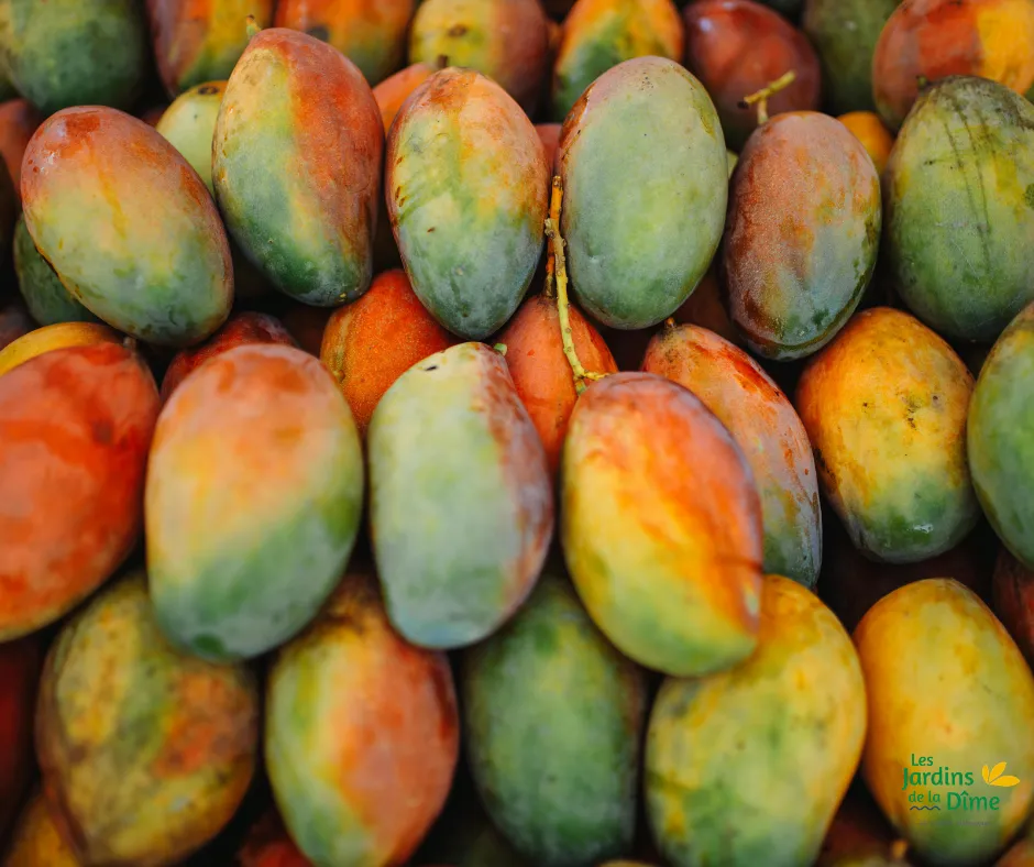 Mangue Oosten - Pièce