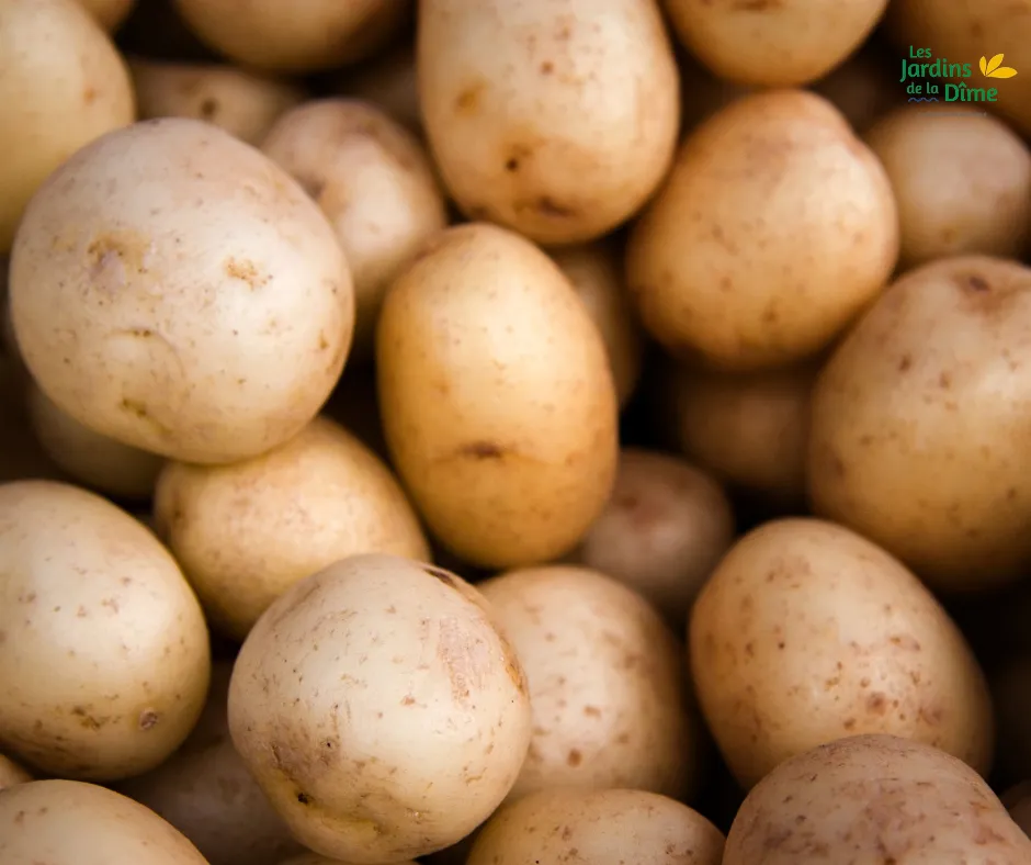 Plant de PDT - Twinner (chair farineuse) - 250g