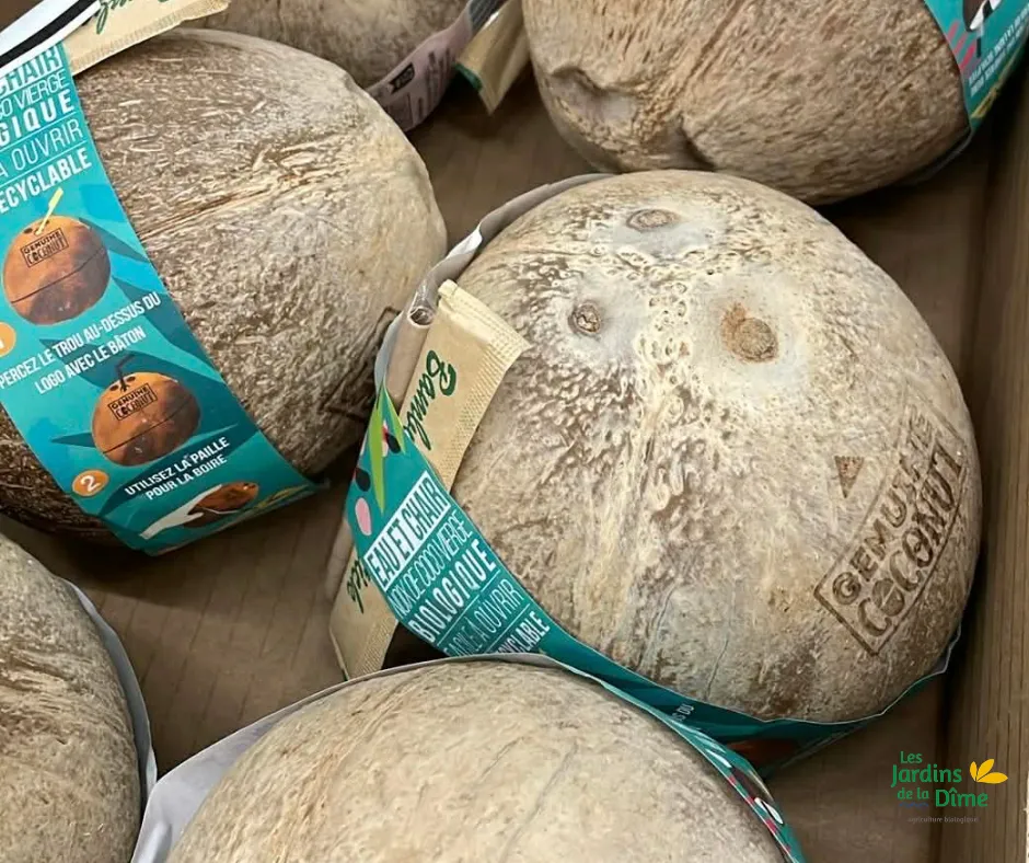 Noix de coco fraîche - Pièce