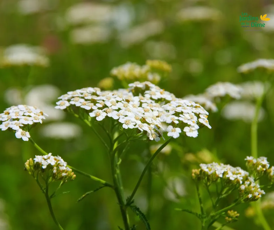 Achillée millefeuille