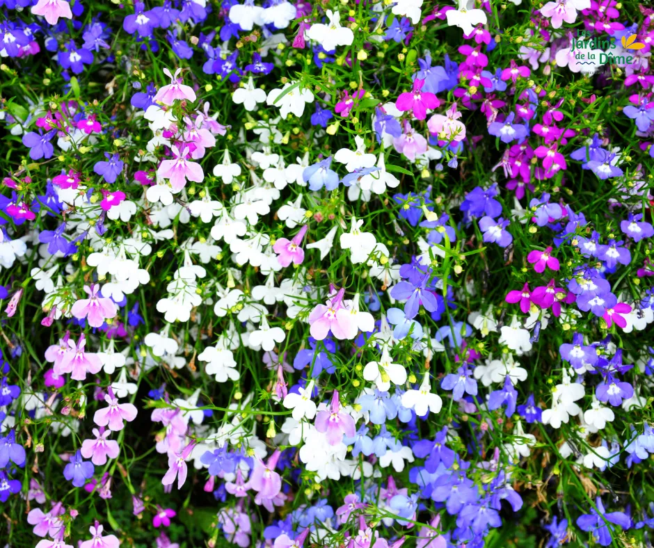 Lobelia