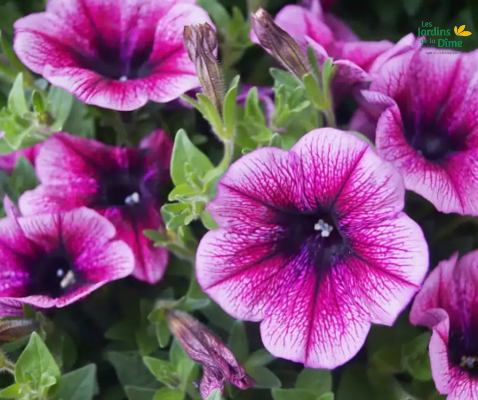 Surfinia mauve