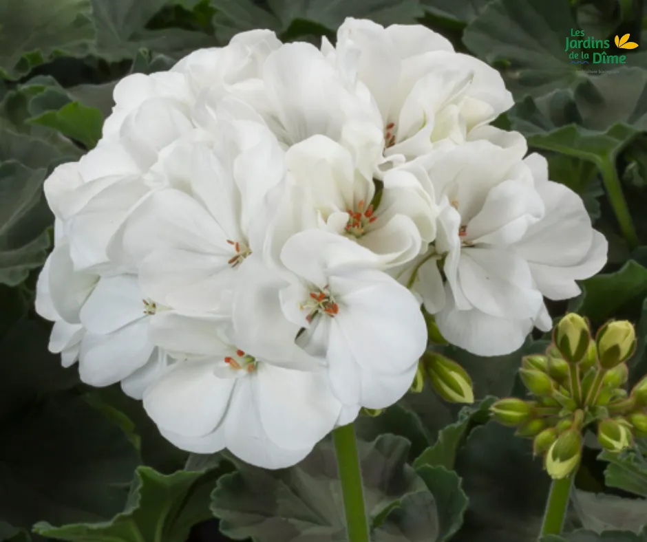 Géranium blanc