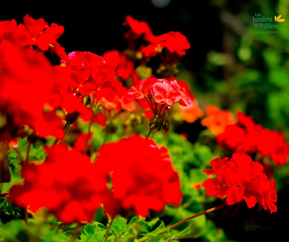 Géranium rouge