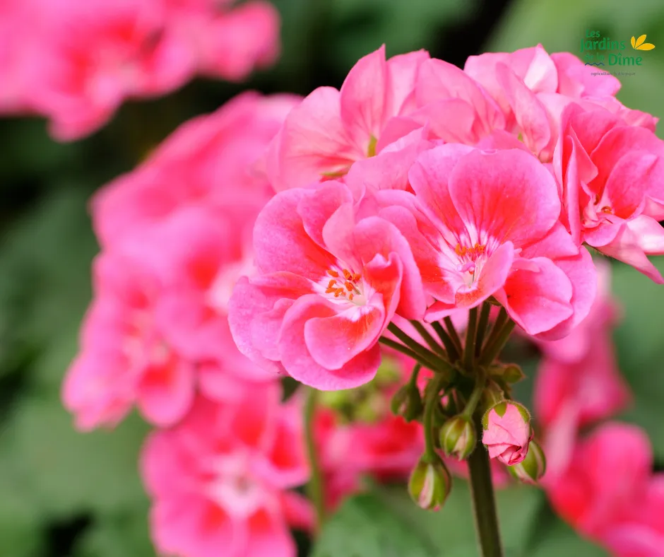 Géranium rose