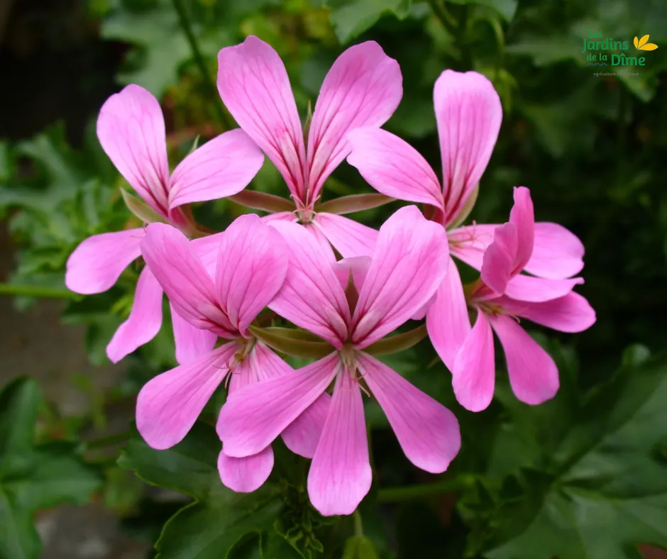 Géranium retombant rose/blanc