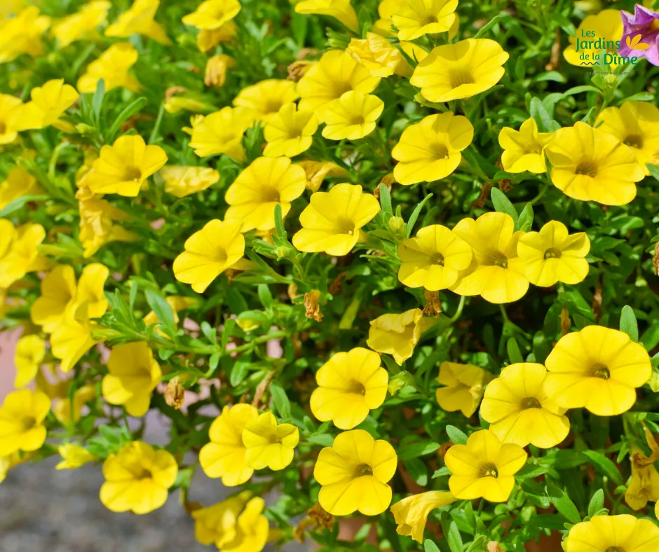 Calibrachoa jaune