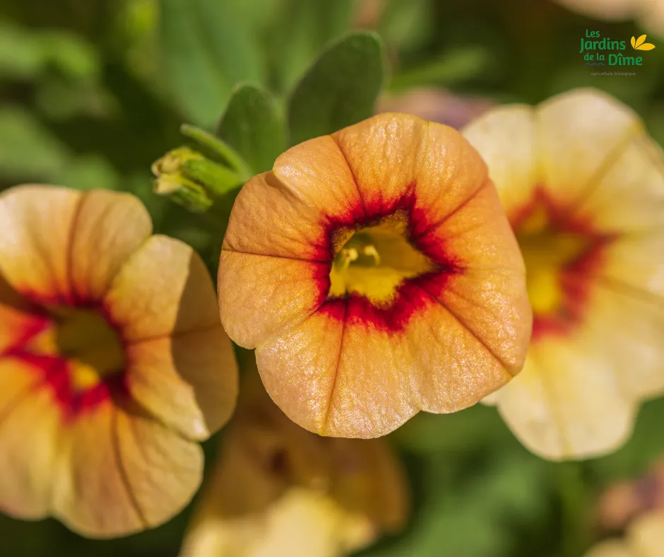 Calibrachoa Abricot