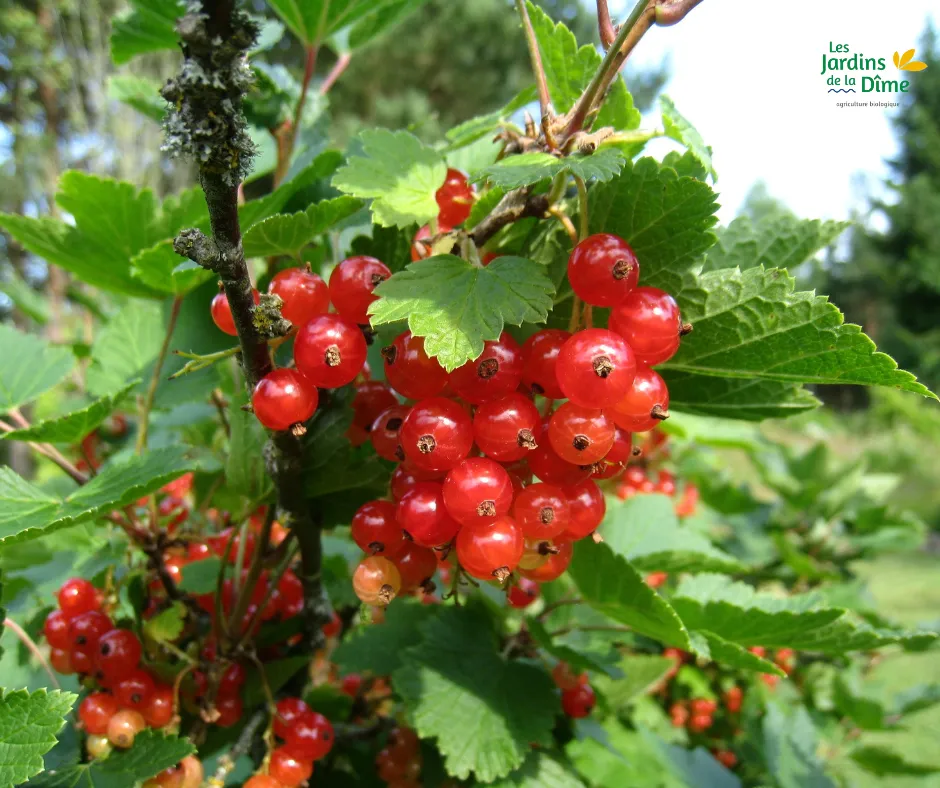 Groseillier rouge