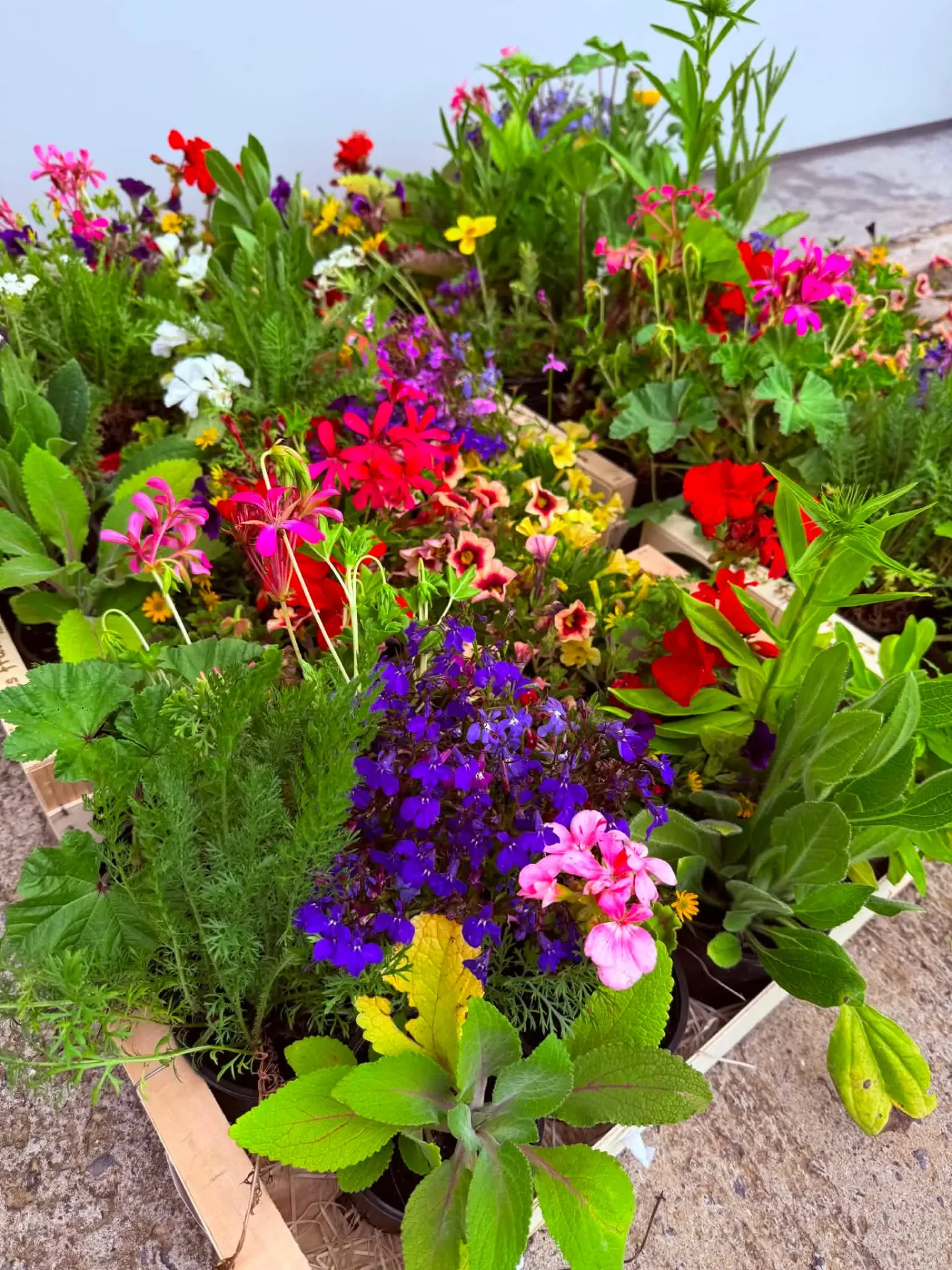 Déstockage : Mix de fleurs