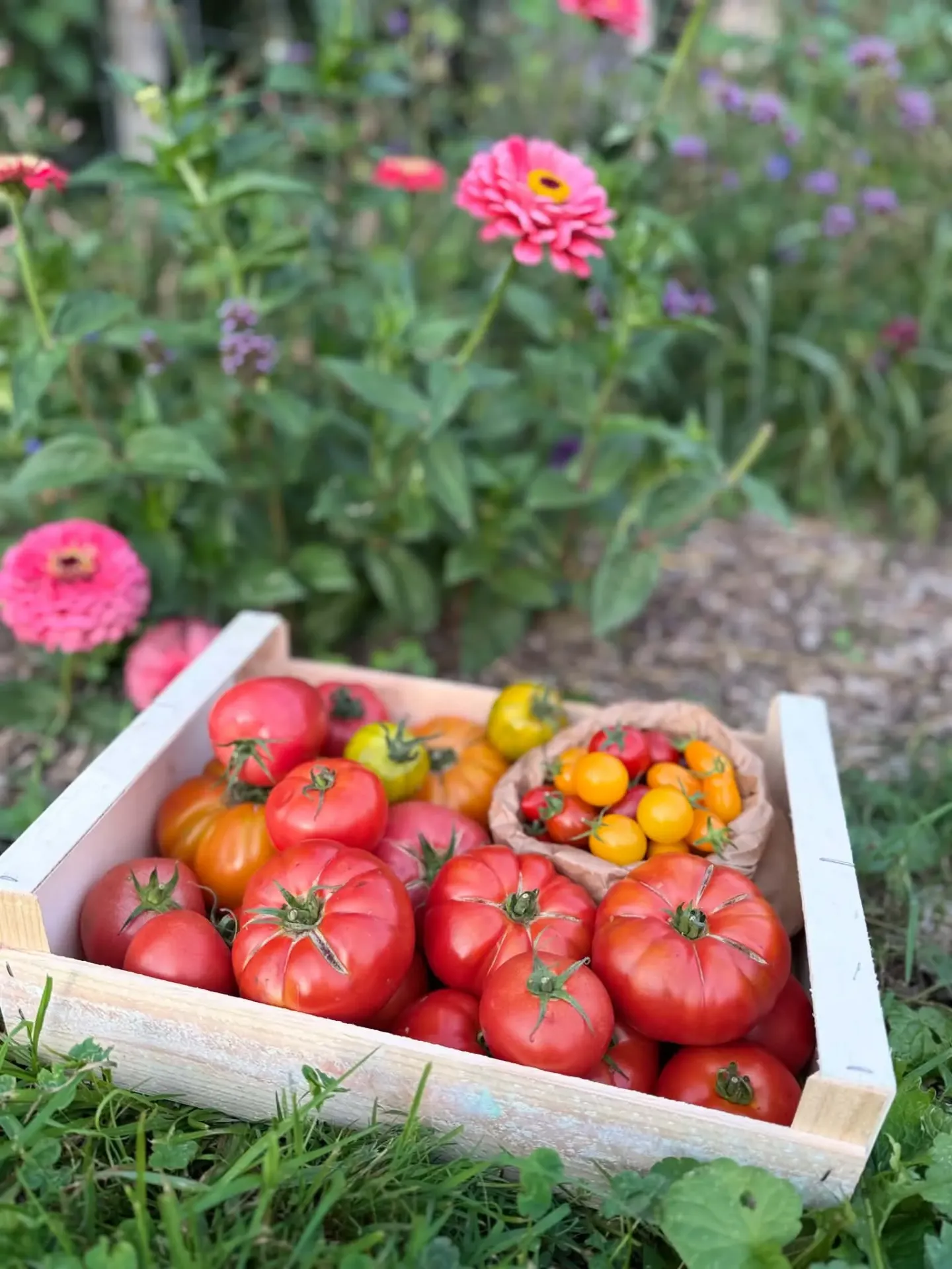 Tomates par 5kg