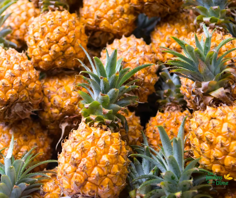 Ananas des Açores - Pièce