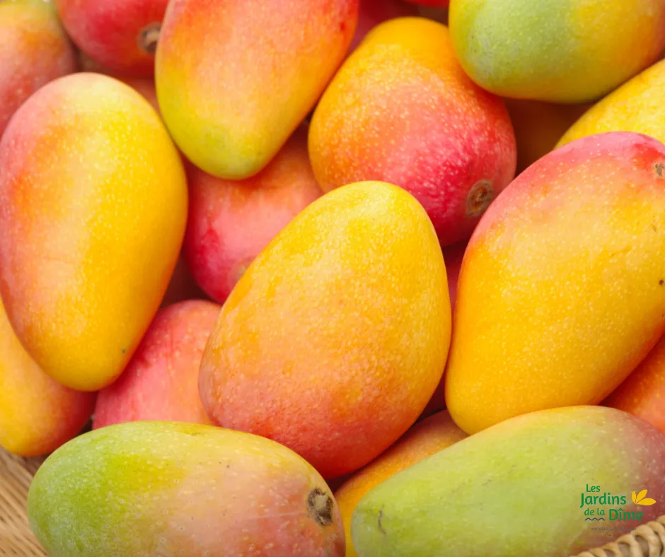 Mangue Irwin "bonbon" - Pièce