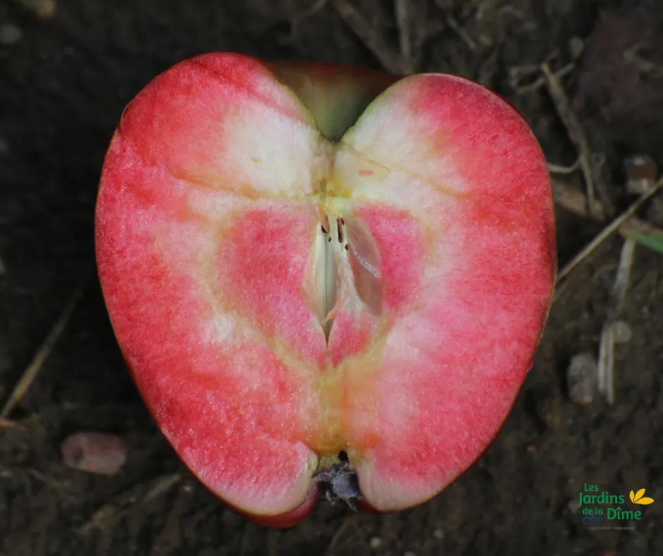 Pomme Red Love - Pièce