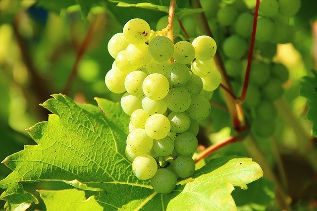Raisin blanc sans pépins