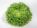 [Laituefriséevertedime] Laitue frisée verte