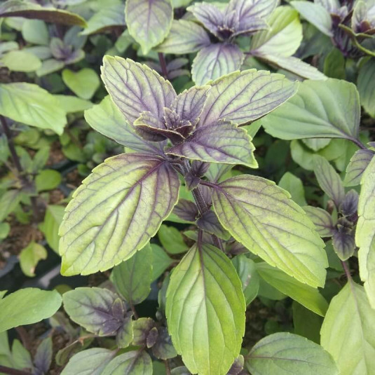 Basilic perpétuel