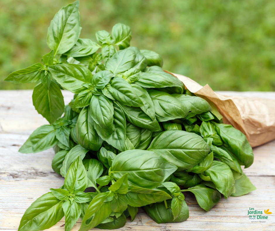 Botte de basilic