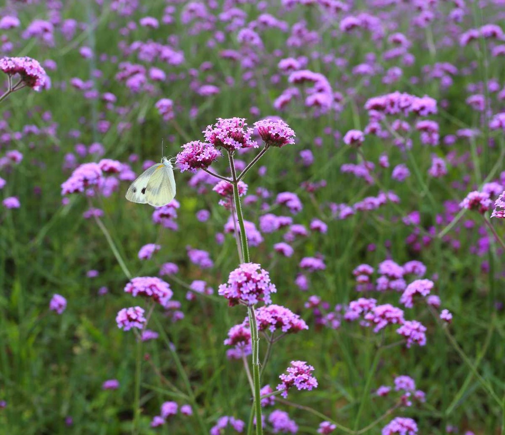 Verveine de Buenos Aires