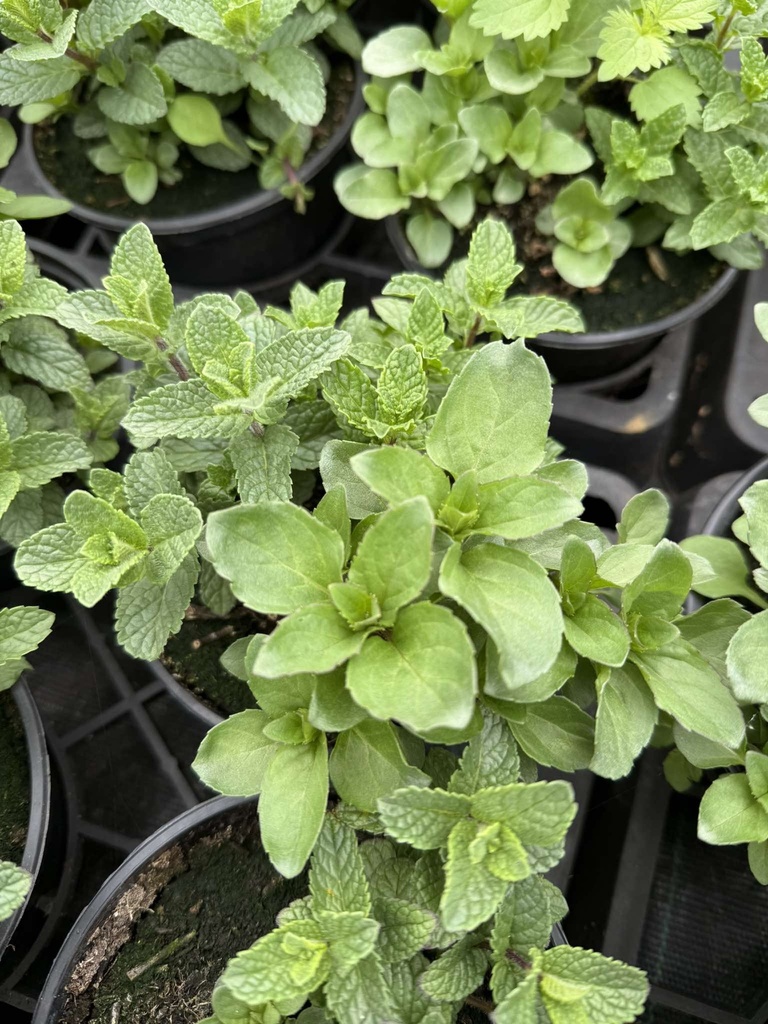 Trio "Cool Mint"