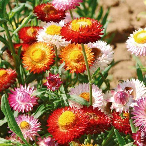 Immortelle à bractée