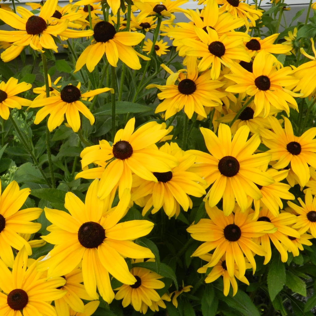 Rudbeckia