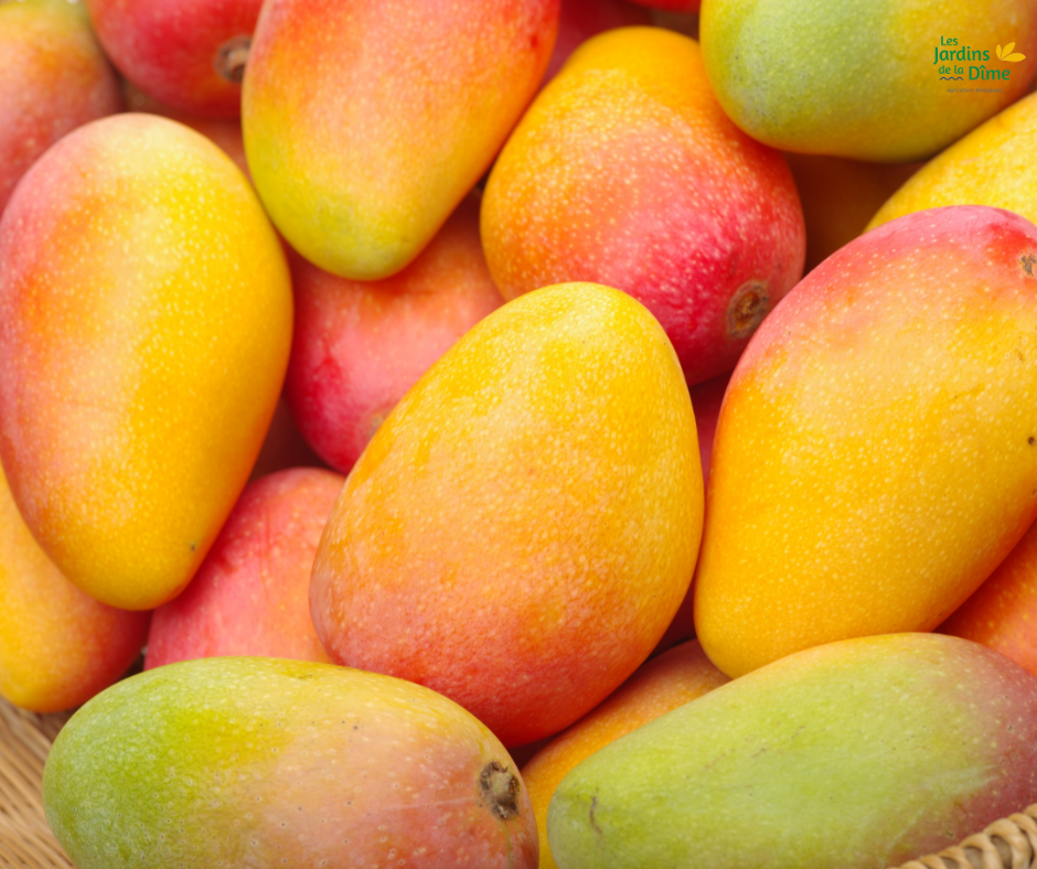 Mangue Irwin