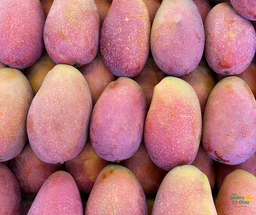 [Mangueoostengrossiste] Mangue Oosten