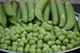 [Petitpoisgrossiste] Petit pois