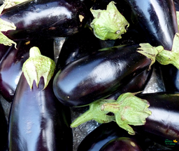 [Aubergineviolettegrossiste] Aubergine violette