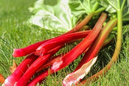 [Rhubarbegrossiste] Rhubarbe
