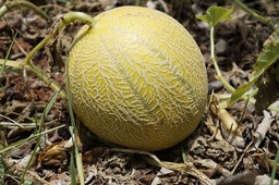 [Melongrossiste] Melon Charentais