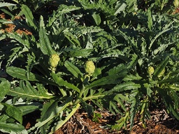[Plantartichautdime] Plant - Artichaut