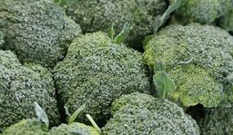 [Brocoligrossiste] Brocoli
