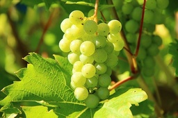 [Raisinblancgrossiste] Raisin blanc sans pépins