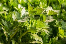 [Célerivertgrossiste] Céleri vert