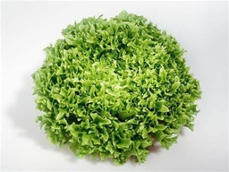[Laituefriséevertedime] Laitue frisée verte