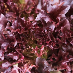 [Laituefriséerougedime] Laitue frisée rouge