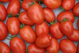 [Tomateromadime] Tomate Roma