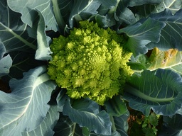[Chouromanescogrossiste] Chou romanesco