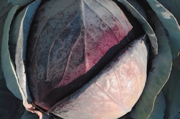 [Chourougegrossiste] Chou rouge