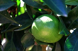[Mandarinegrossiste] Mandarine Satsuma