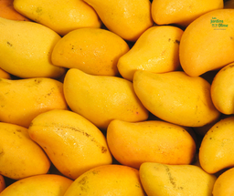 [Manguevracgrossiste] Mangue Ataulfo