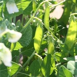 [Poisàécosserdimeplant] Plant - Petit pois à écosser